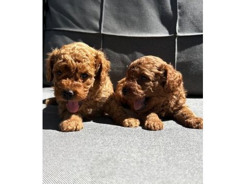 Orijinal red brown toy poodle yavrularımız