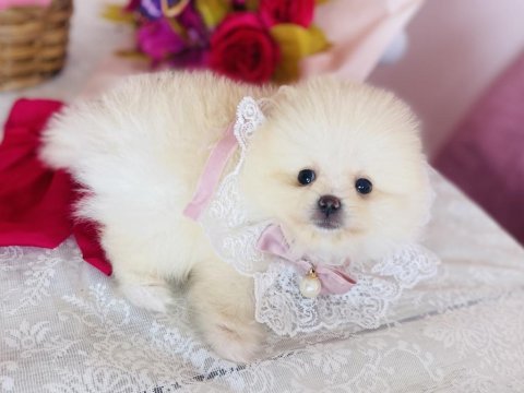 Pomeranian boo dişi ve erkek yavrular