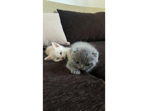 Son british shorthair yavrular yeni yuvalarını arıyoruz