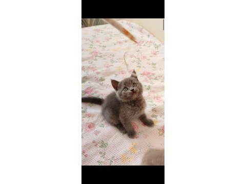 Gri lilac dişi erkek safkan yavrular