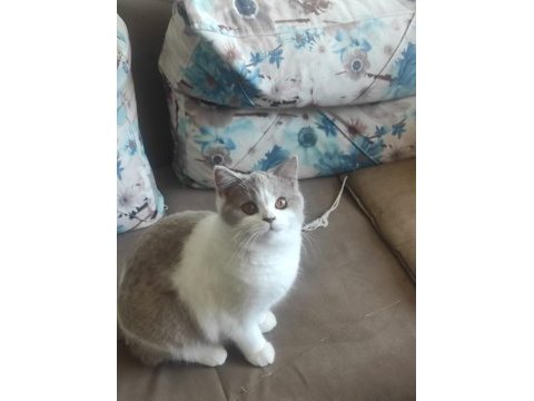Full scr li british longhair ve bicolor