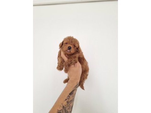Red brown erkek lekesiz toy poodle garantili