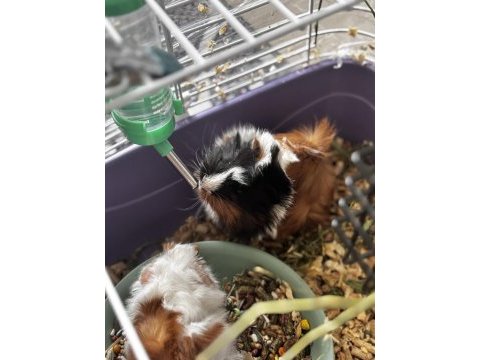 Ginepig oğlumuz rıfkıya yeni yuva arıyoruz