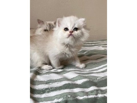 Nadir renk british longhair