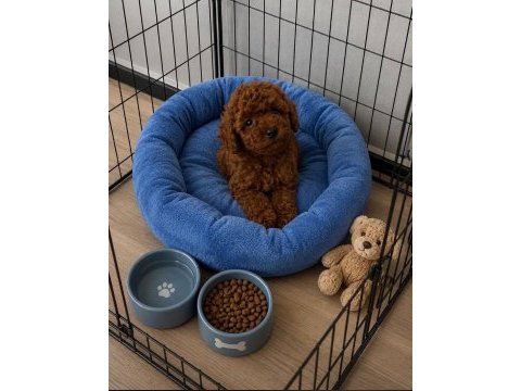 İzmir de toy poodle garantili ev üretimi