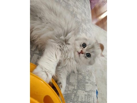 Safkan erkek kedimiz