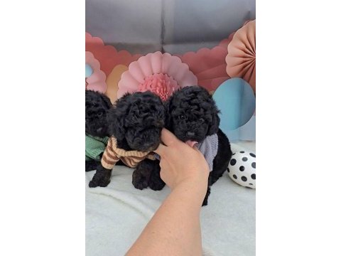 2 aylık kore poodle yavruları