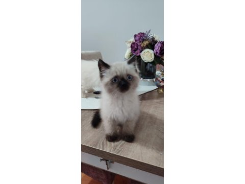 Teslime hazır scottish fold yavrular