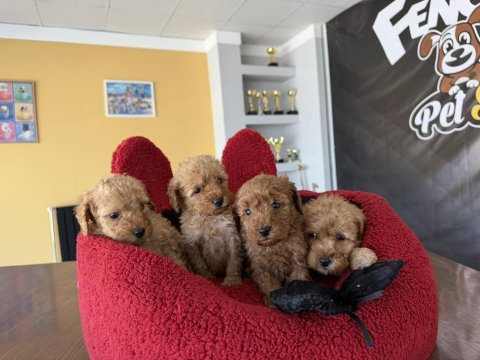Wc egitimli maltipoo yavrularımız dişi erkek ankara 