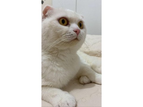 1 yaşında dişi scottish fold