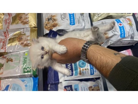Irkının en güzel örnekleri kediler