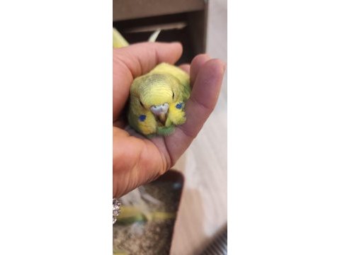 Taze muhabbet kuşu 2 güne yeme düşecek