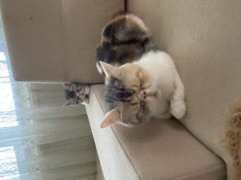 Ücretli sahiplendirilecek iran exotic british yavru
