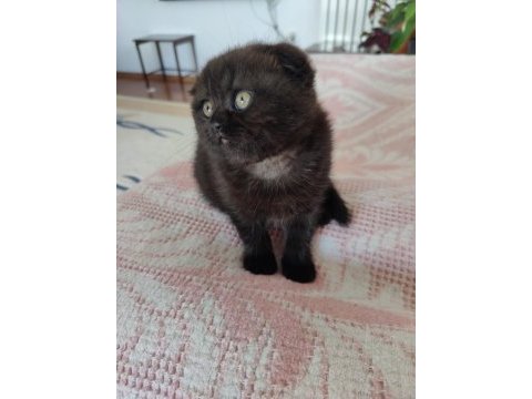 Scottish fold kara kızımız