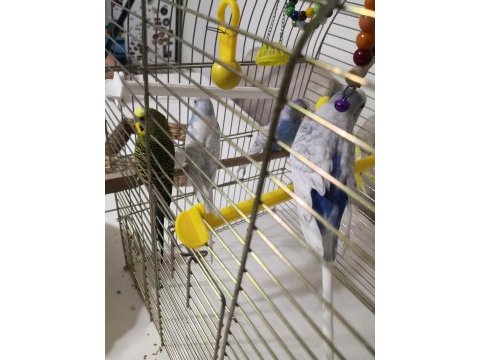 6 adet karışık cinsiyet muhabbet kuşu