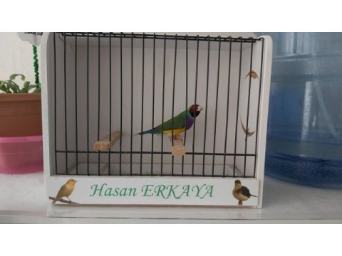 Erkek goldian finch