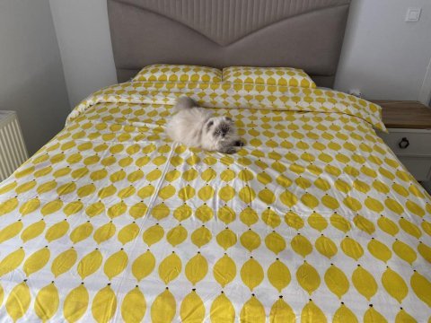 Scottish fold 10 aylık
