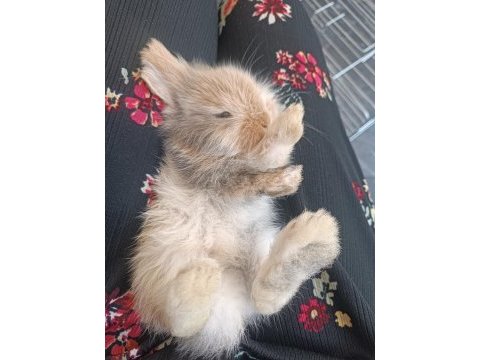Yavru lop tavsanlar
