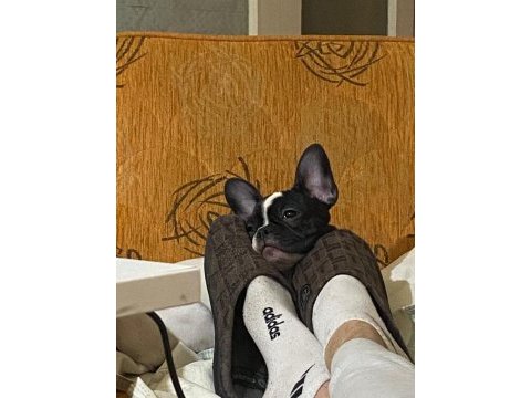3 aylık french bulldog dişi
