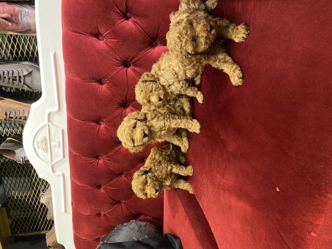 Toy poodle yavrularımız