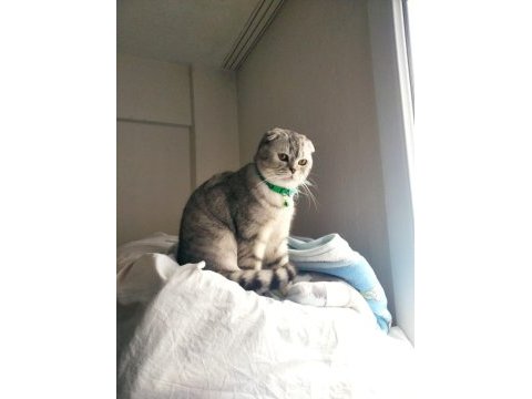 Ücretsiz kısırlaşma şartı ile scottish fold sahiplendirme