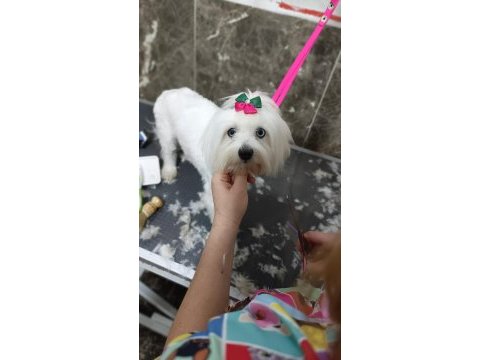 5 aylık maltese terrier ped eğitimi vardır