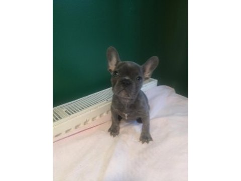 A kalite blue french bulldog yavrularımız
