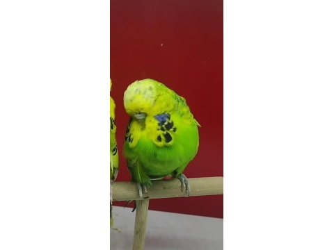 25li show muhabbet kuşu dişi