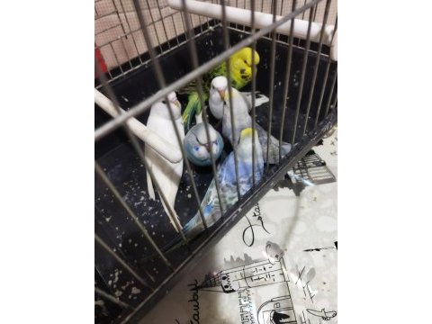 Sağlıklı yavru muhabbet kuşları uygun verilecektir