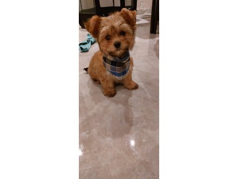 Egzotik yorkshire terrier 0 numara