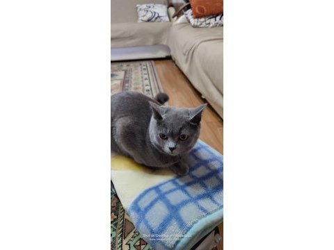 Full şecereli british shorthair blue point