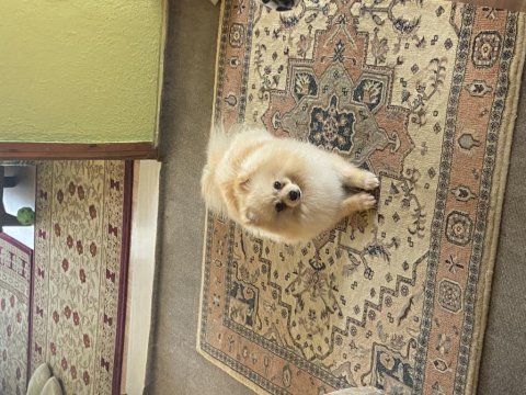 5 aylık pomeranian boo