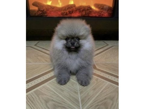 Teddy bear pomeranian boo bebeğim