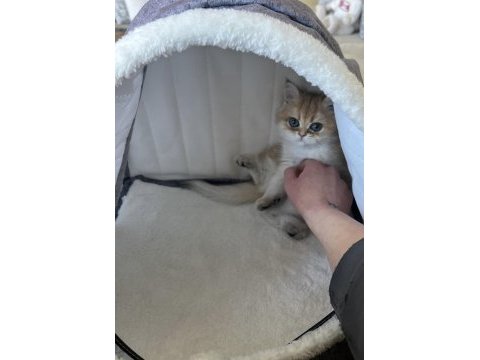Golden tombiş british shorthair