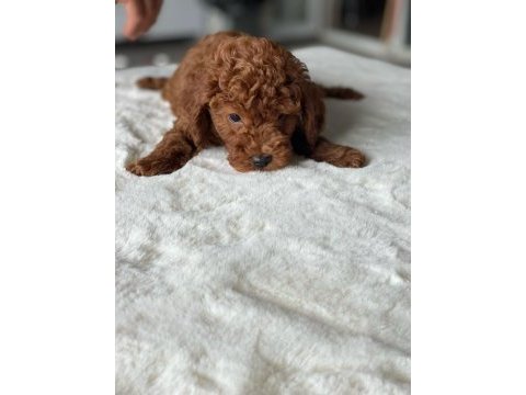 Safkan red brown toy poodle