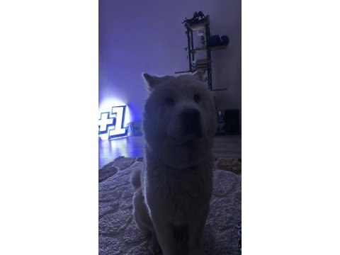 Çin aslanı lizaya acil yuva