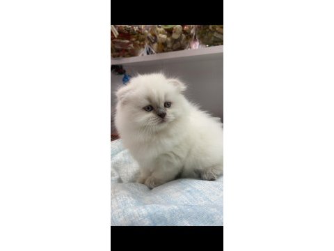 British longhair beyaz yavrumuz