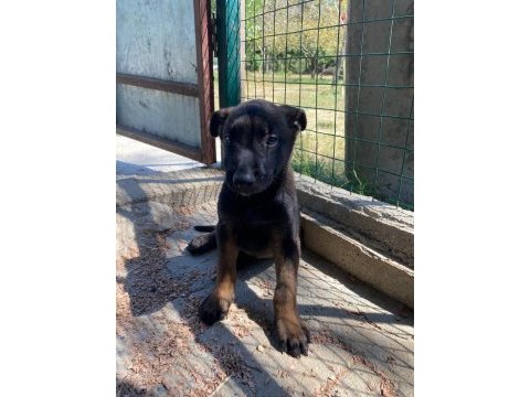 3 dişi 1 erkek belçika malinois yavrular