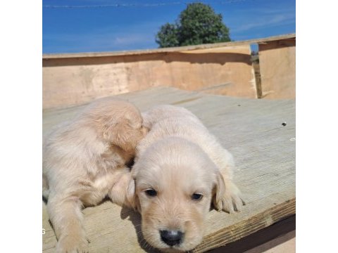 Dişi erkek golden retriever