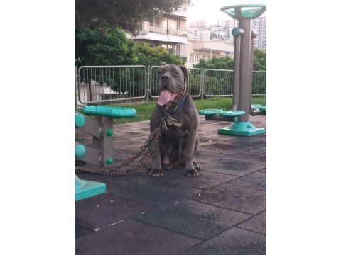 Safkan cane corso