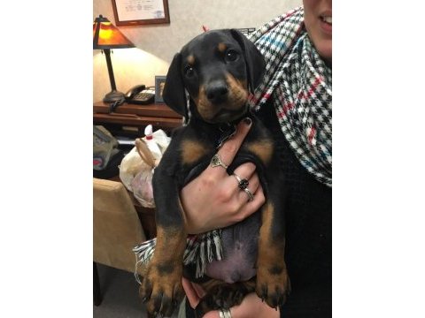 İsteğe özel estetik doberman