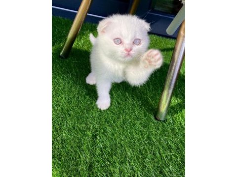 Pamuk gibi kırık kulak scottish fold yavru