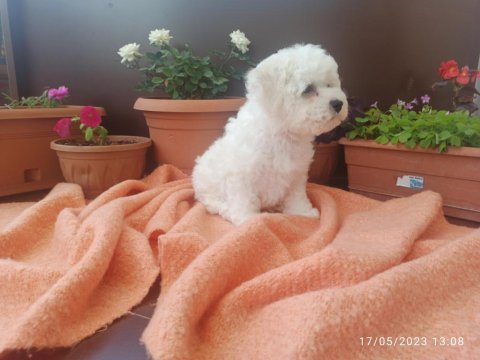 21 mart doğumlu bichon frise kızlarım