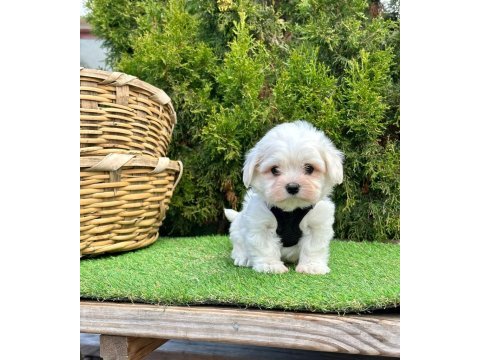 Maltese terrier yavrularımız dişi ve erkek