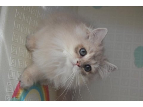Safkan british longhair yavrular