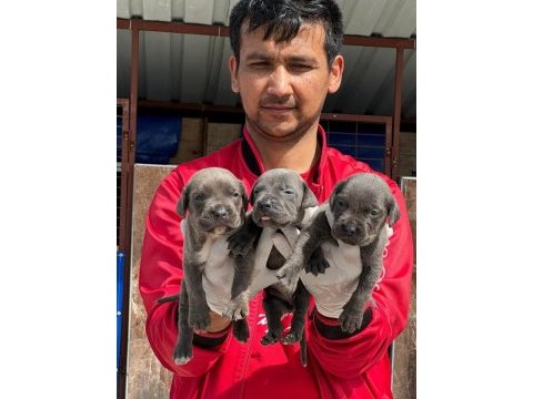 Cane corso yavrular