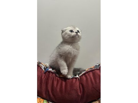 Silver point dişi scottish fold