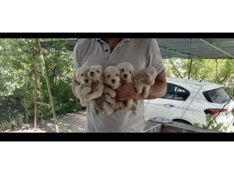 Maltes terier safkan sıfır boy