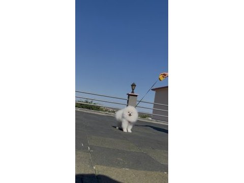Üst kalite pomeranian boo isteyenlere