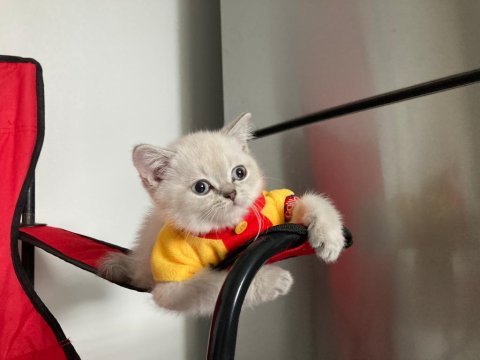 Pamuk tüylü blue point scottish fold